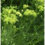 Gelbe Wiesenraute Staude mit filigranen Blütenständen im Detail.