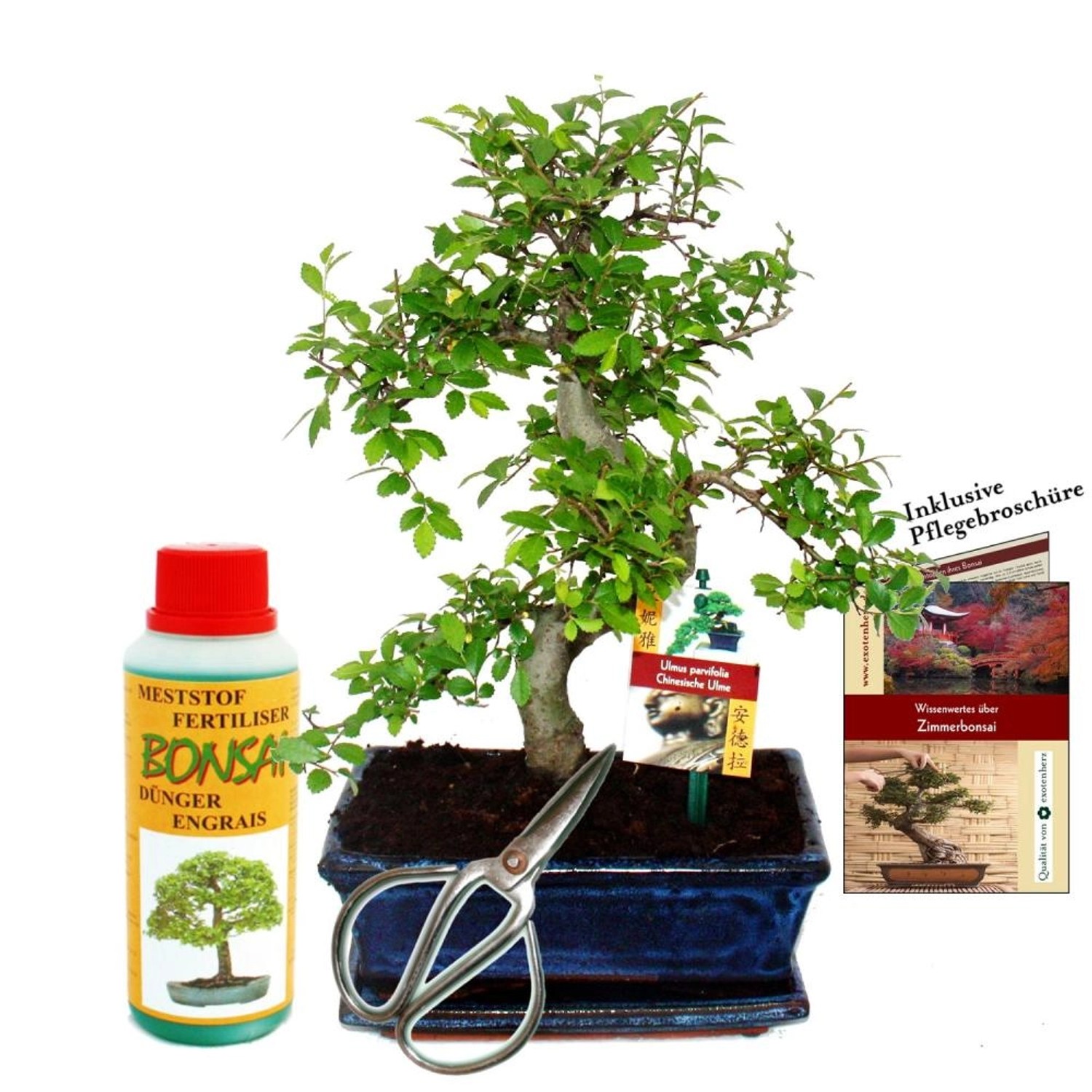 Exotenherz Geschenkset Bonsai Ulmus Chinesische Ulme ca. 8 Jahre Alt Anfänger-Set