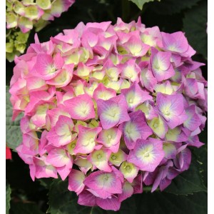 Nahaufnahme einer rosa-lila Bauernhortensie 'Blue Wonder' mit gelbem Zentrum.