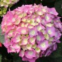 Nahaufnahme einer rosa-lila Bauernhortensie 'Blue Wonder' mit gelbem Zentrum.
