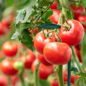 Dunkelgrüner Relaxdays Pflanzstab mit Ring stützt Tomatenpflanze im Garten.