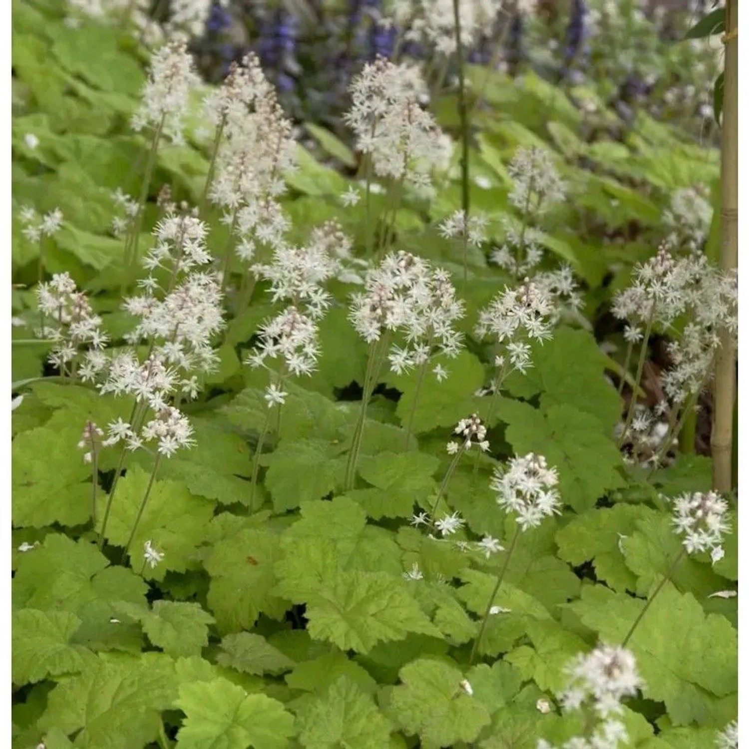 Herzblättrige Schaumblüte Brandywine - Tiarella cordifolia