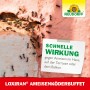 Ameisen an einer Hauswand, angelockt durch das Neudorff Loxiran Ameisen-Buffet.
