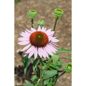 Rosa Echinacea Purpurea Hope Staude im Topf, ca. 11x11 cm, mit grünen Knospen.