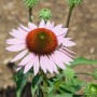 Rosa Echinacea Purpurea Hope Staude im Topf, ca. 11x11 cm, mit grünen Knospen.