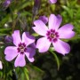 Nahaufnahme einer violetten Flammenblume Leuchtstern (Phlox subulata) Staude mit dunkler Mitte.