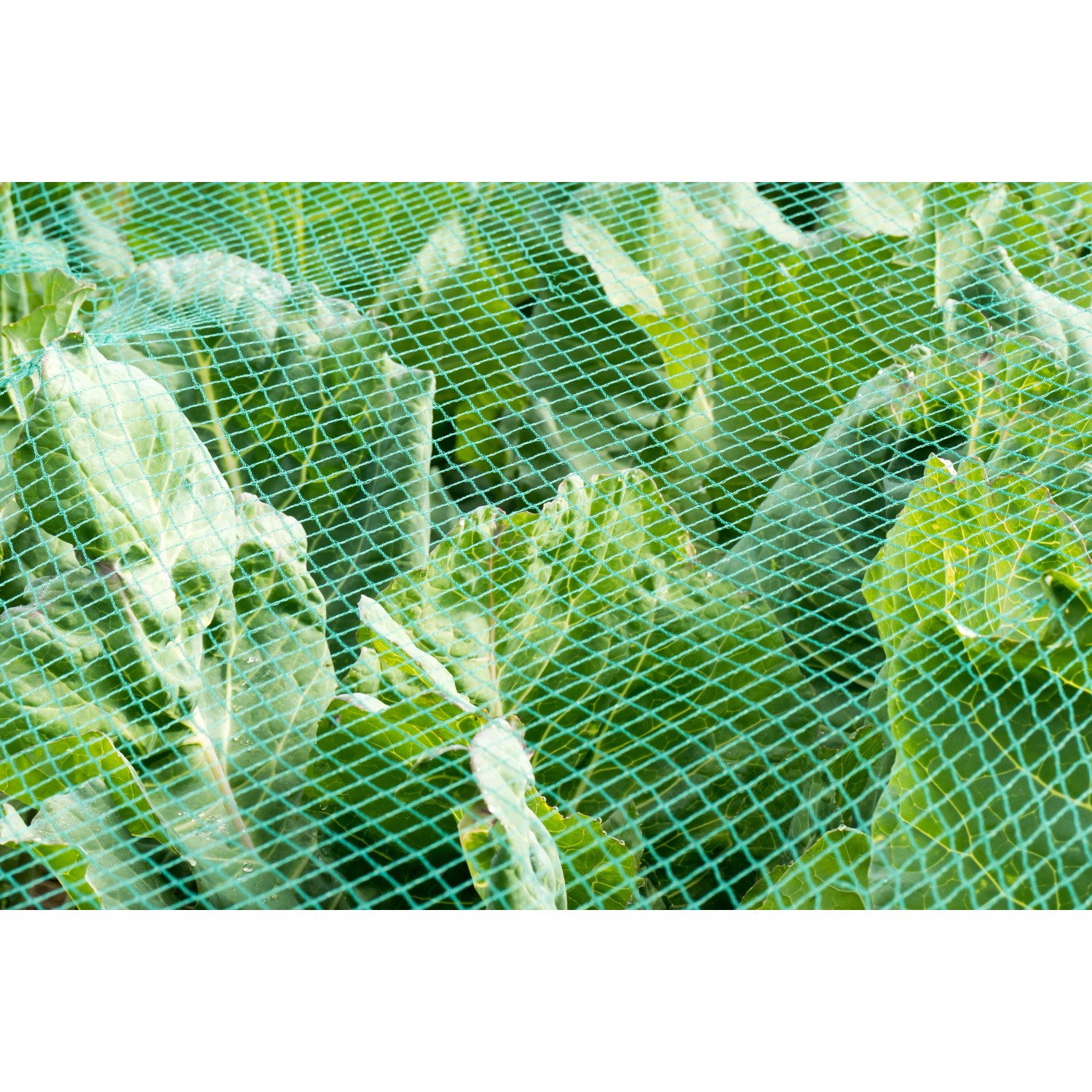 Grünes Aquagart Teichnetz 11x10m über Pflanzen, Laubschutz und Vogelschutz für Teiche.