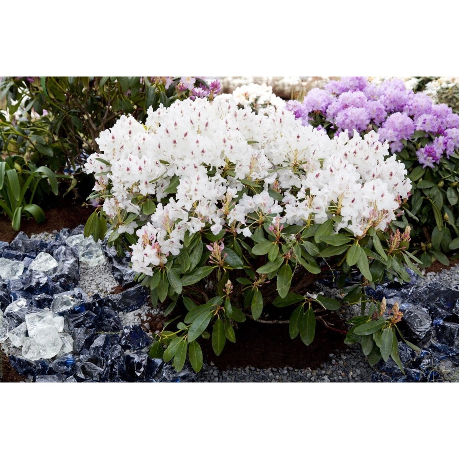 Rhododendron Hybr. Madame Masson Weiß 40–50 cm günstig online kaufen