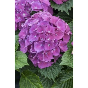 Nahaufnahme einer lila Bauernhortensie 'Schöne Bautznerin' mit grünen Blättern.