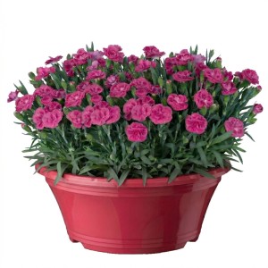 kruter blumenkasten balkon 4er Pflanzen Box italienische Kruter  Green Me Up