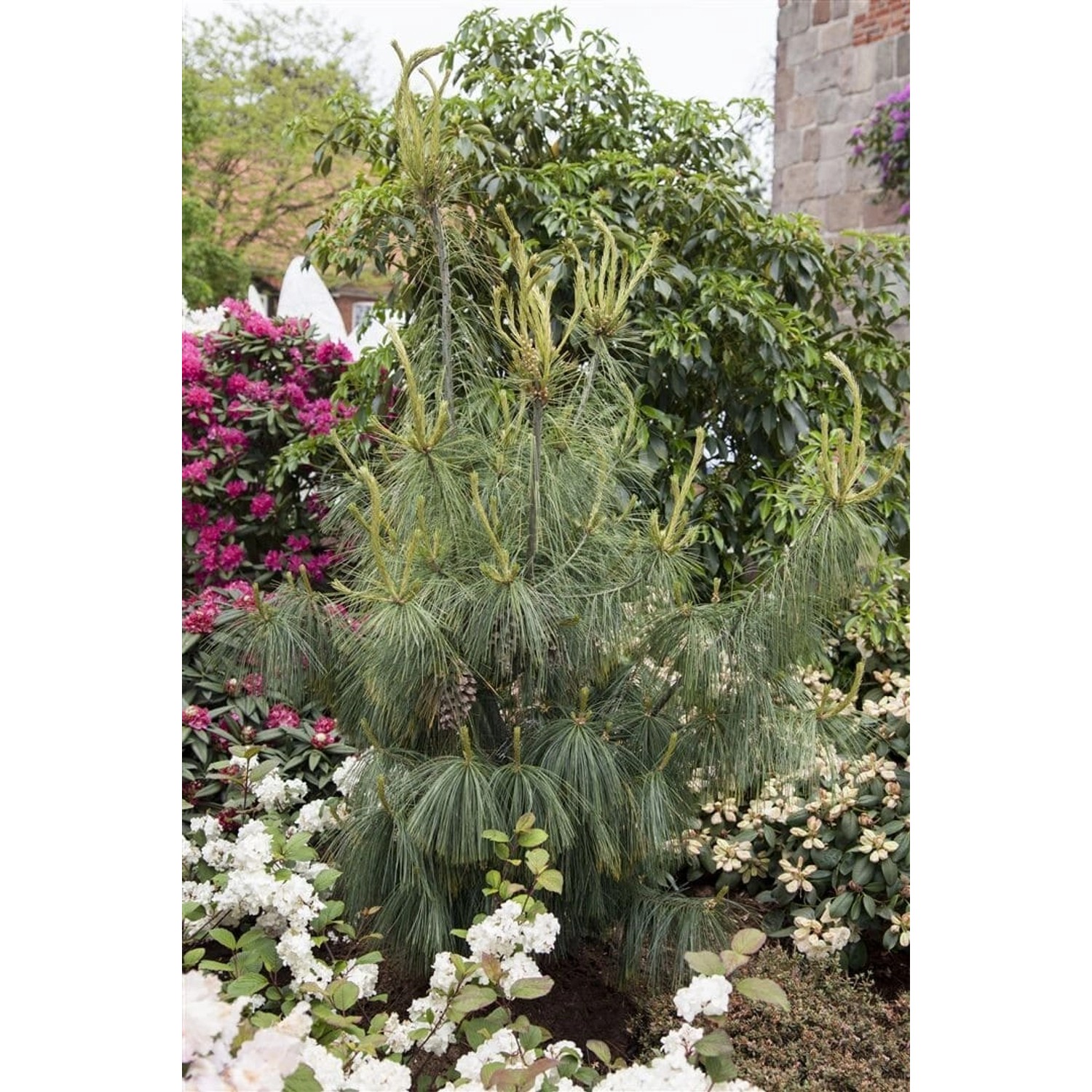 Pinus Schwerinii Kiefer 150–175 cm günstig online kaufen