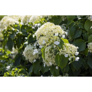 Nahaufnahme der weißen Blüten der Kletterhortensie (Hydrangea petiolaris) mit grünen Blättern.
