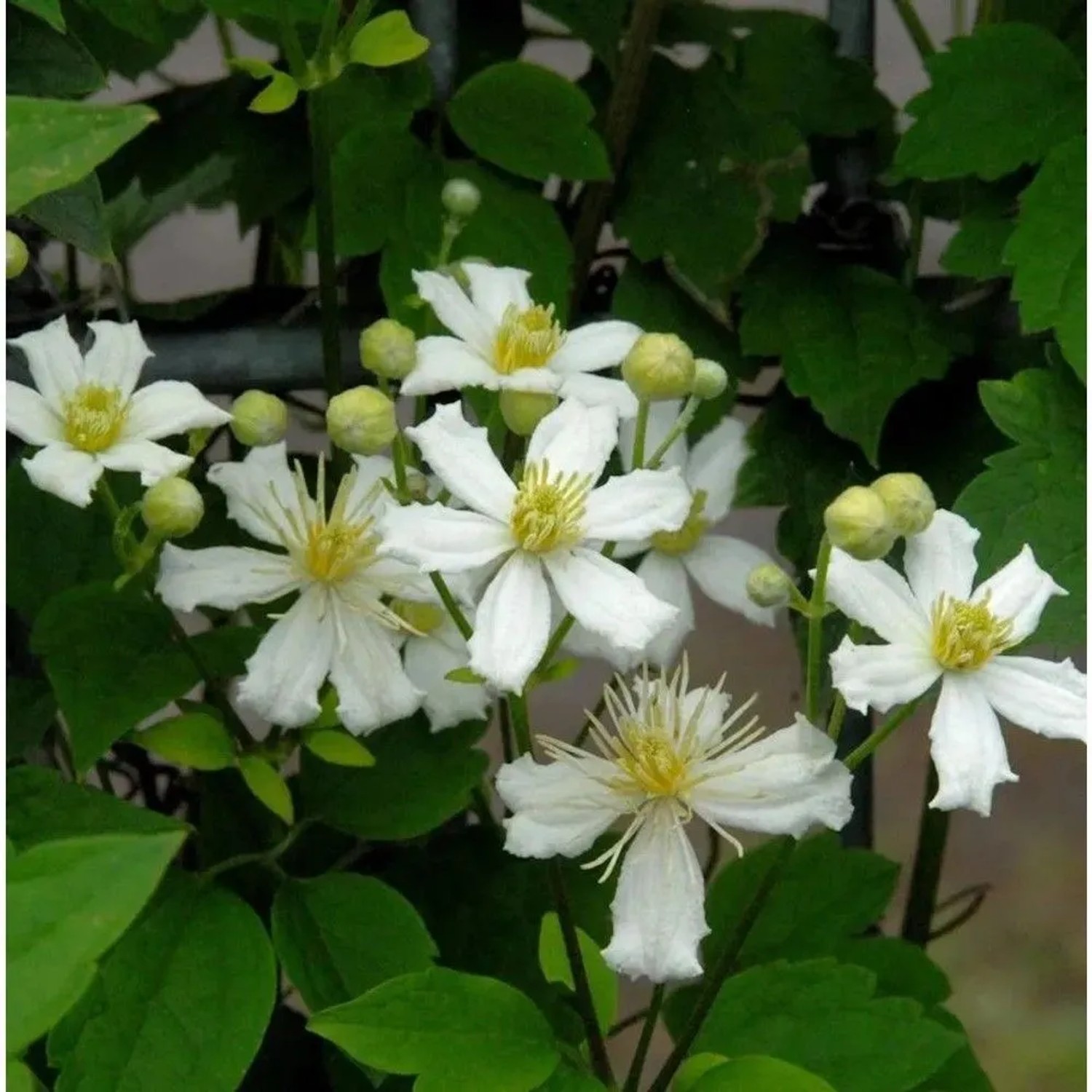 Waldrebe Summer Snow 125-150cm - Clematis