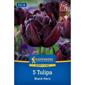 Kiepenkerl Blumenzwiebeln: 5 gefüllte Tulpen 'Black Hero' mit purpur-schwarzen Blüten. Für Garten, Kübel & Schnitt.