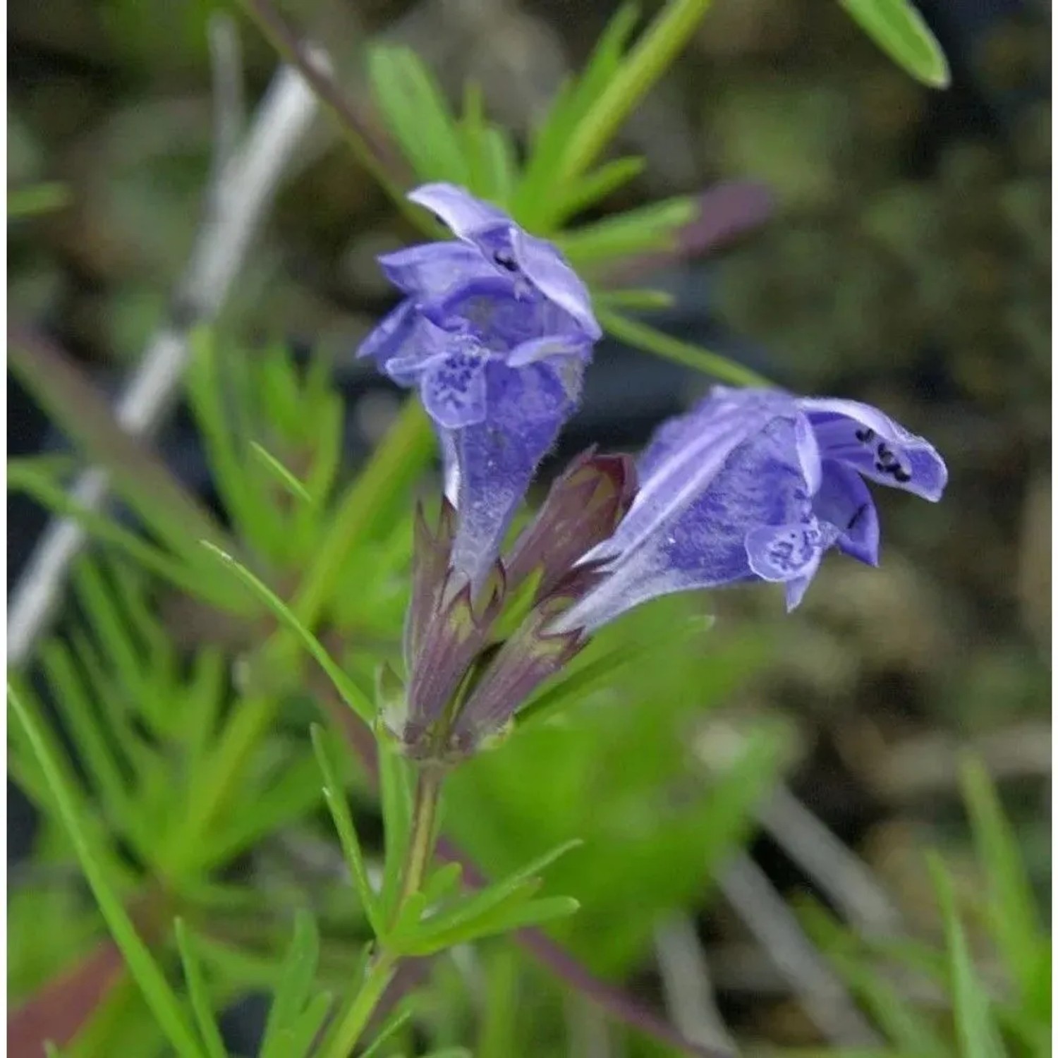 Niedriger Drachenkopf - Dracocephalum ruyschiana