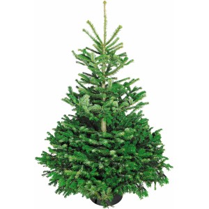 Gesägter, echter Weihnachtsbaum Nordmanntanne, 125-150 cm hoch, dunkelgrüne, dichte Nadeln.