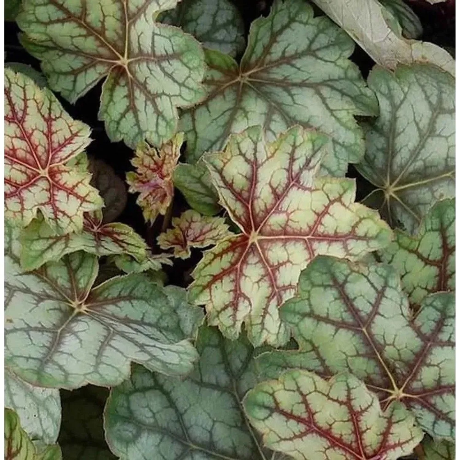 Purpurglöckchen Green Spice - großer Topf - Heuchera americana