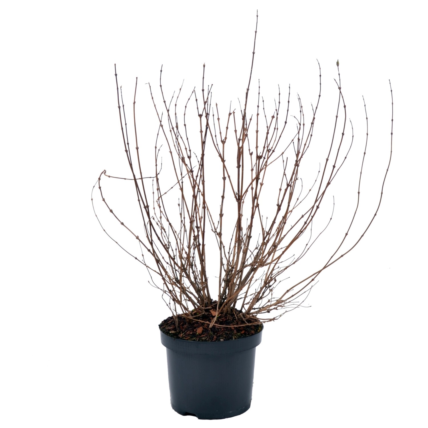 Deutzie Höhe ca. 40-50 cm Topf ca. 4,5 l Deutzia gracilis günstig online kaufen
