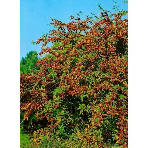 Immergrüner Cotoneaster Watereri Cornubia Strauch mit roten Beeren, ca. 150-175 cm hoch.