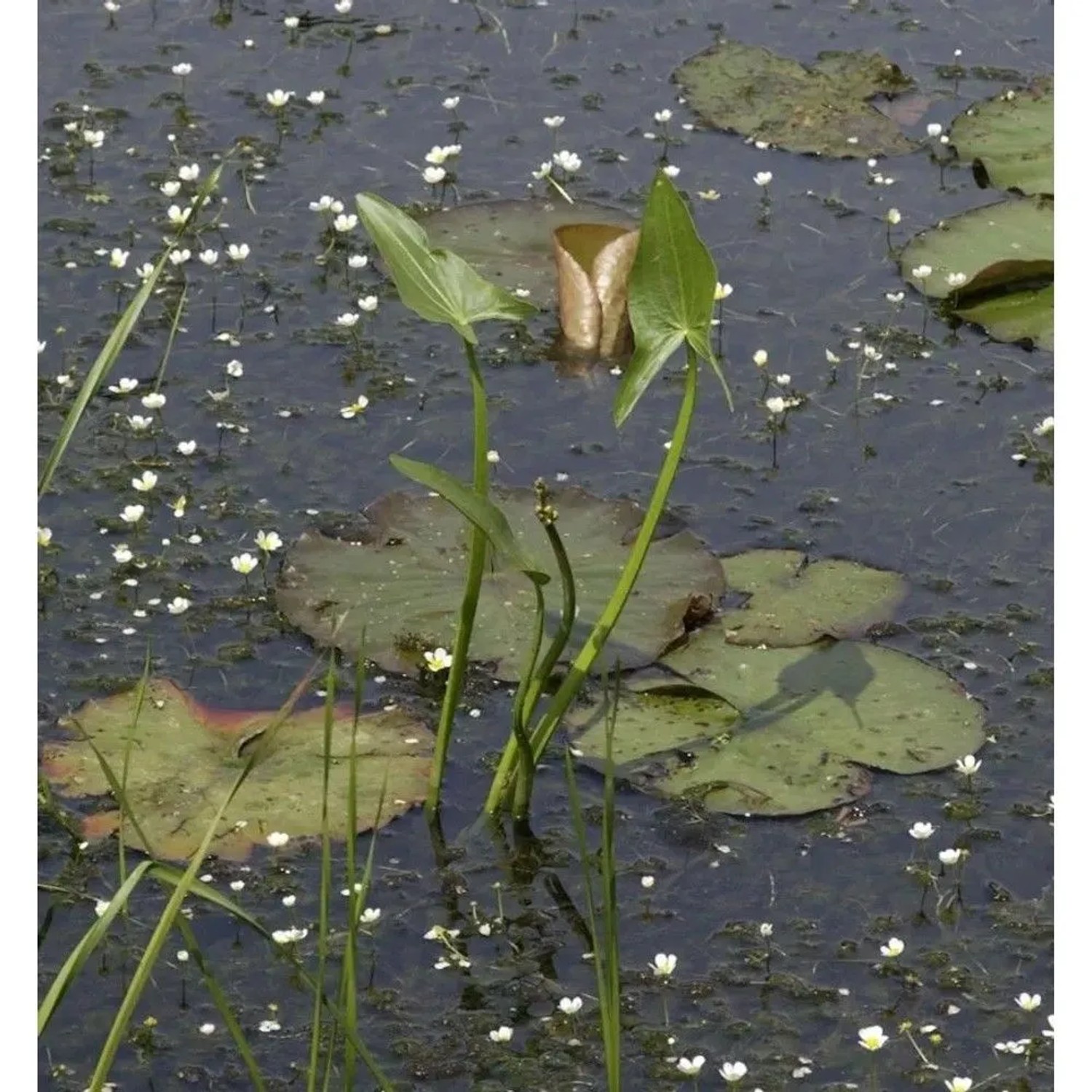 Grasblättriges Pfeilkraut - Sagittaria graminea