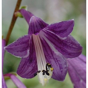 Nahaufnahme einer lilafarbenen Korea Funkie (Hosta clausa) Blüte mit weißen Akzenten.