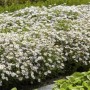 Blühende, weiße Exotenherz Zierstaude Wilde Aster 'Ashvi' als Bodendecker im Garten.