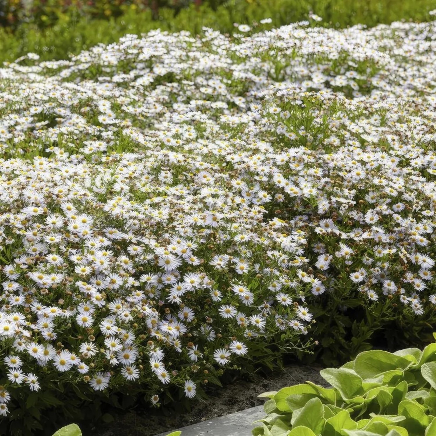 Blühende, weiße Exotenherz Zierstaude Wilde Aster 'Ashvi' als Bodendecker im Garten.