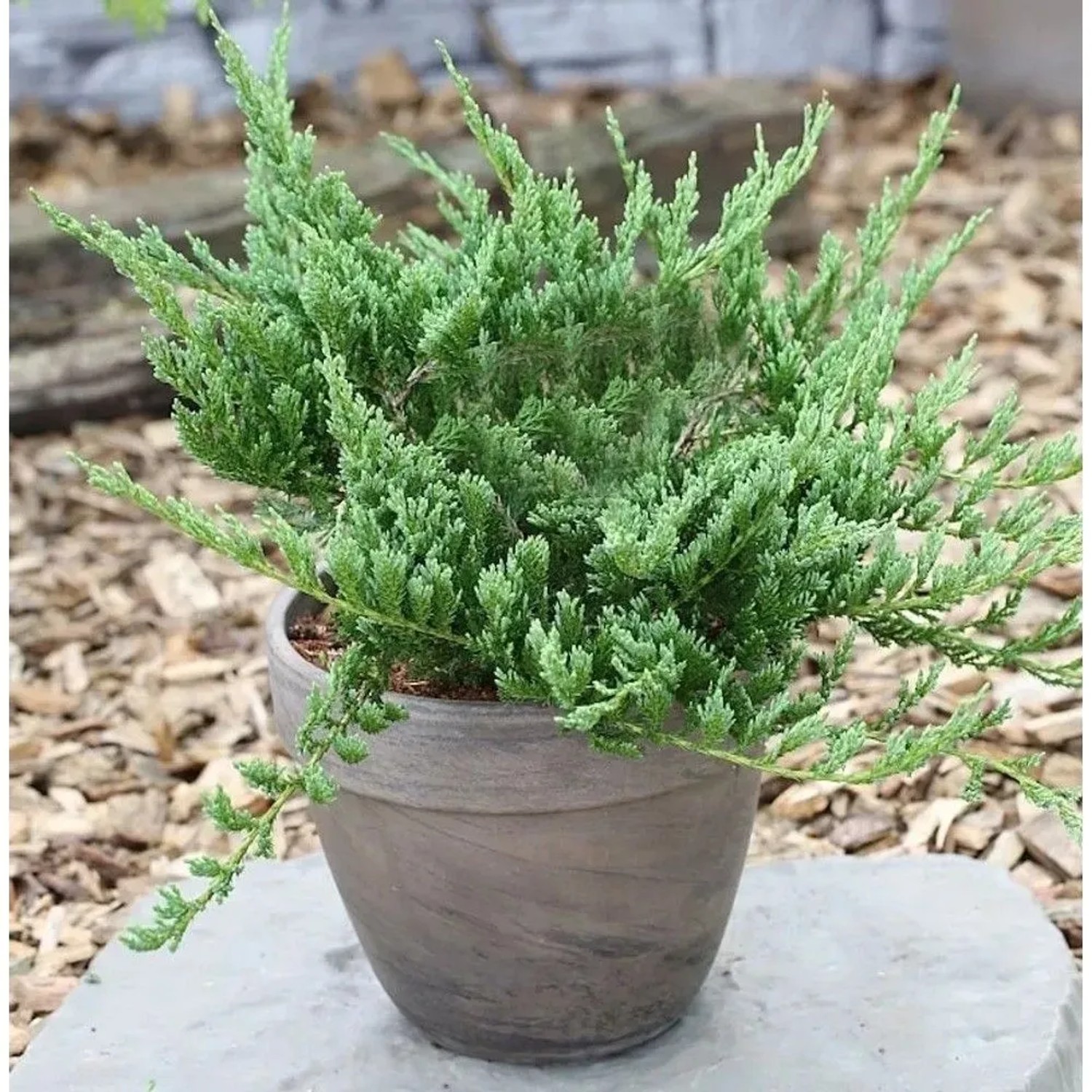 Blauer Kriechwacholder Blue Chip 30-40cm - Juniperus horizontalis