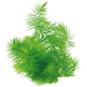 Dennerle Aquariumpflanze Hornkraut (Ceratophyllum demersum) für ein gesundes Aquarium.