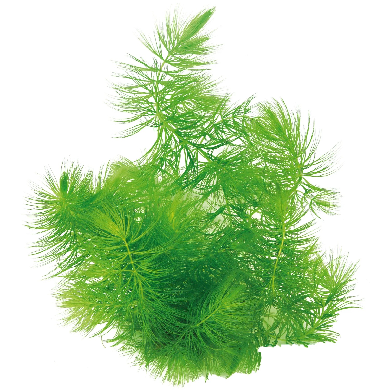 Dennerle Plants Aquariumpflanze Ceratophyllum Submersum Portion