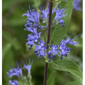 Nahaufnahme der blau blühenden Bartblume Blue Fountain (Caryopteris clandonensis).