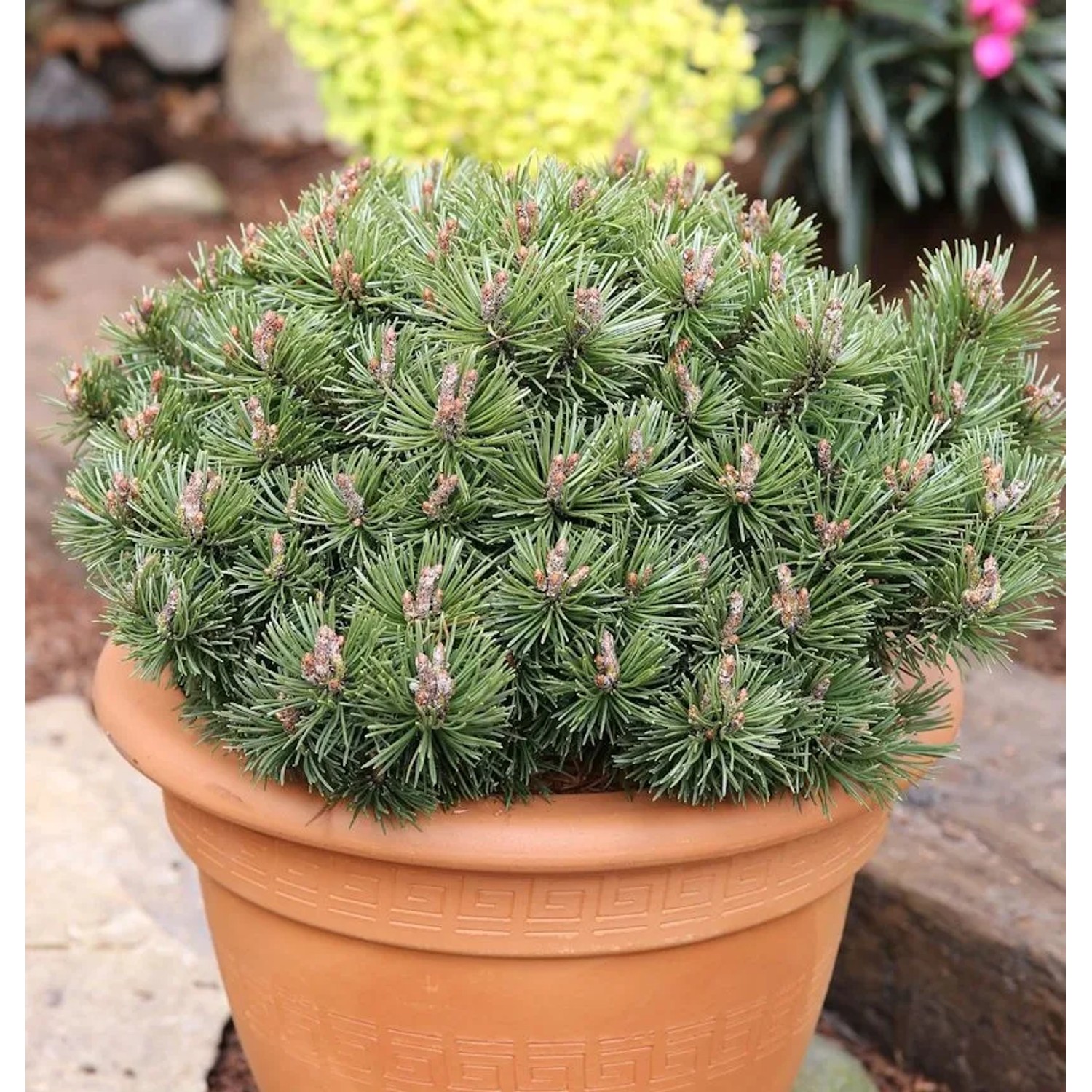 Zwerg Kiefer Pumuckel 25-30cm - Pinus mugo