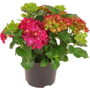 Rote Bauernhortensie im Topf, ca. 45 cm hoch. Hydrangea Macrophylla mit grünen Blättern.