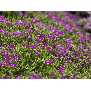 Detailaufnahme der violetten Blüten der Mittagsblume Coopers von GROW by OBI.