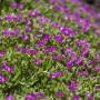 Detailaufnahme der violetten Blüten der Mittagsblume Coopers von GROW by OBI.