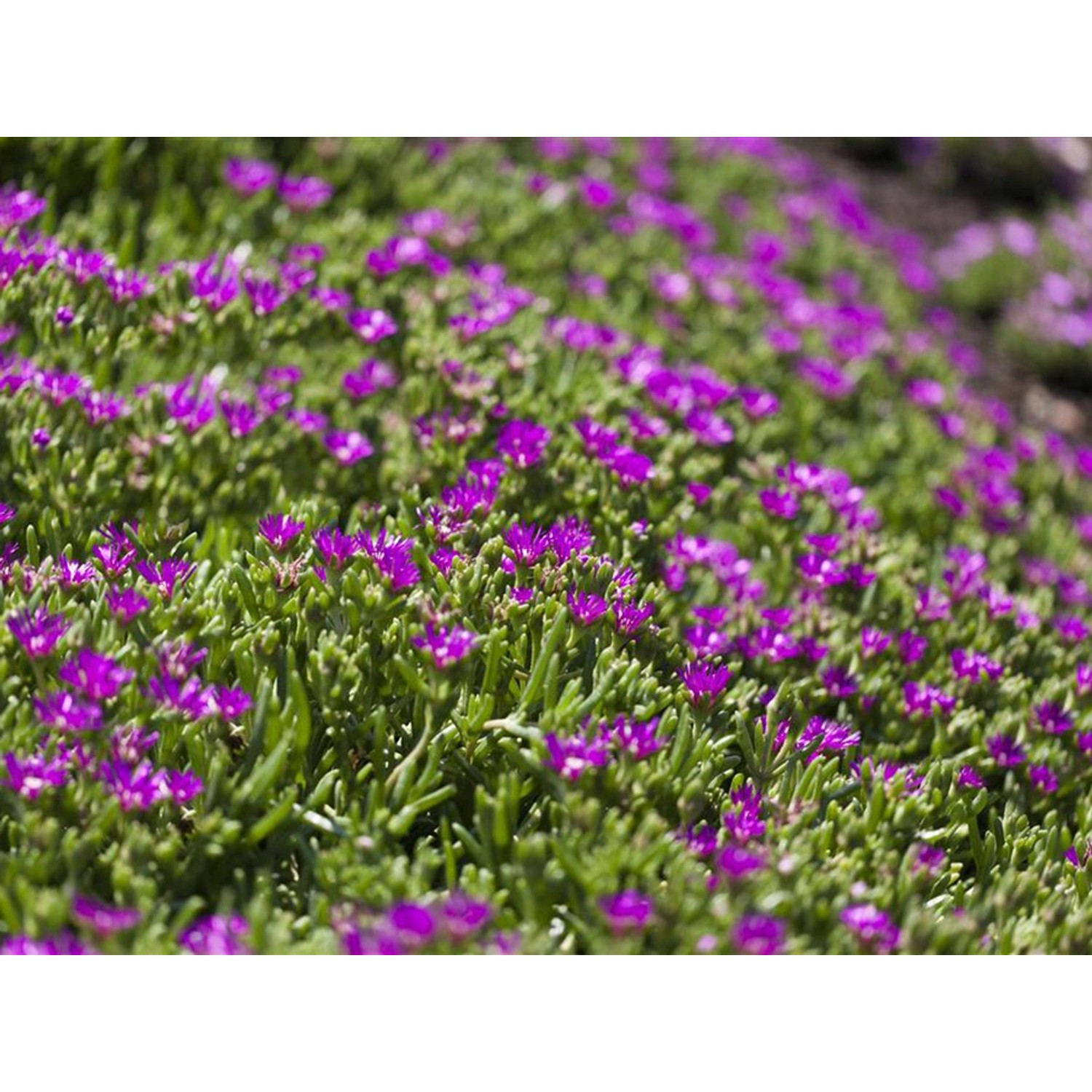 Detailaufnahme der violetten Blüten der Mittagsblume Coopers von GROW by OBI.