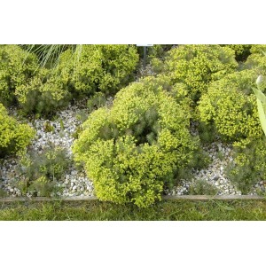 Zypressen-Wolfsmilch 'Fens Ruby' im Garten, gelbgrüne Blüten, Steingartenstaude, ca. 9x9 cm Topf.