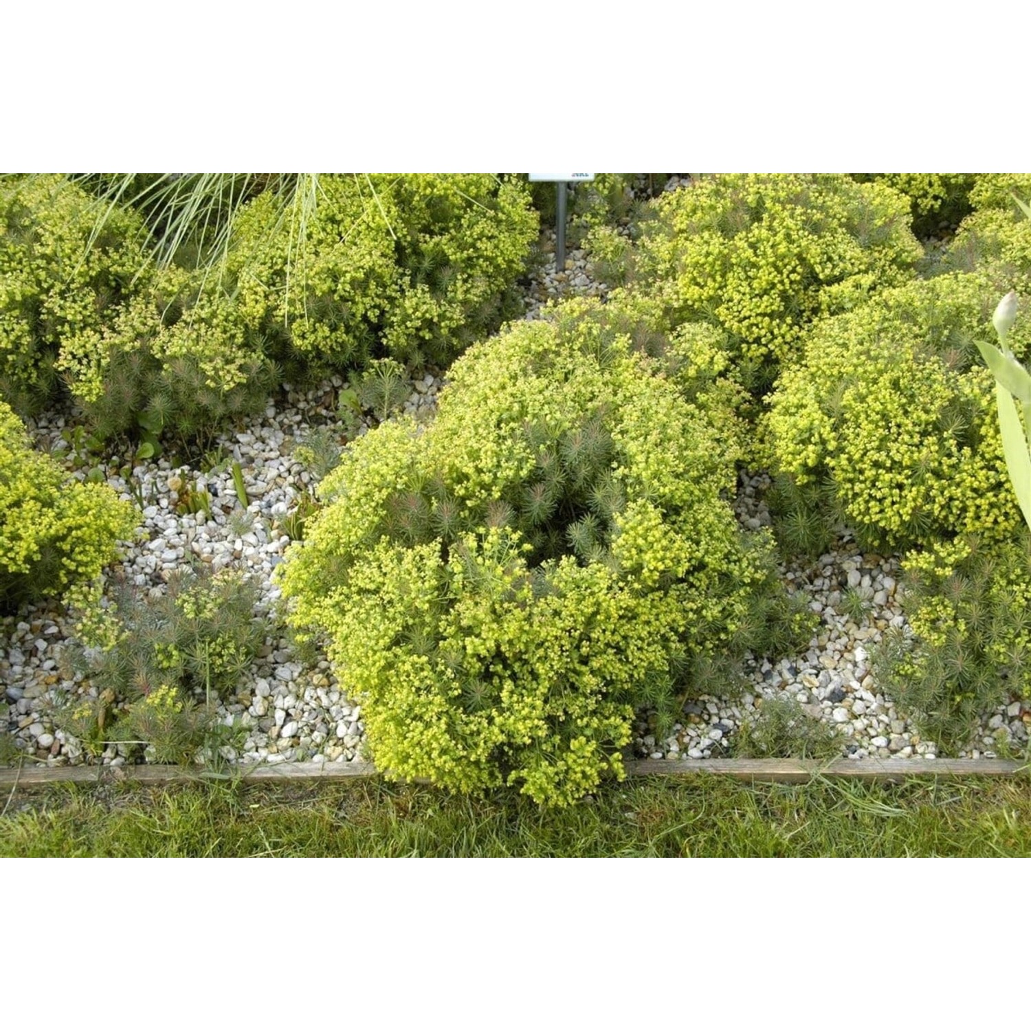Euphorbia Cyparissias Fens Ruby Zypressen Wolfsmilch Ca. 9x9 cm Topf günstig online kaufen