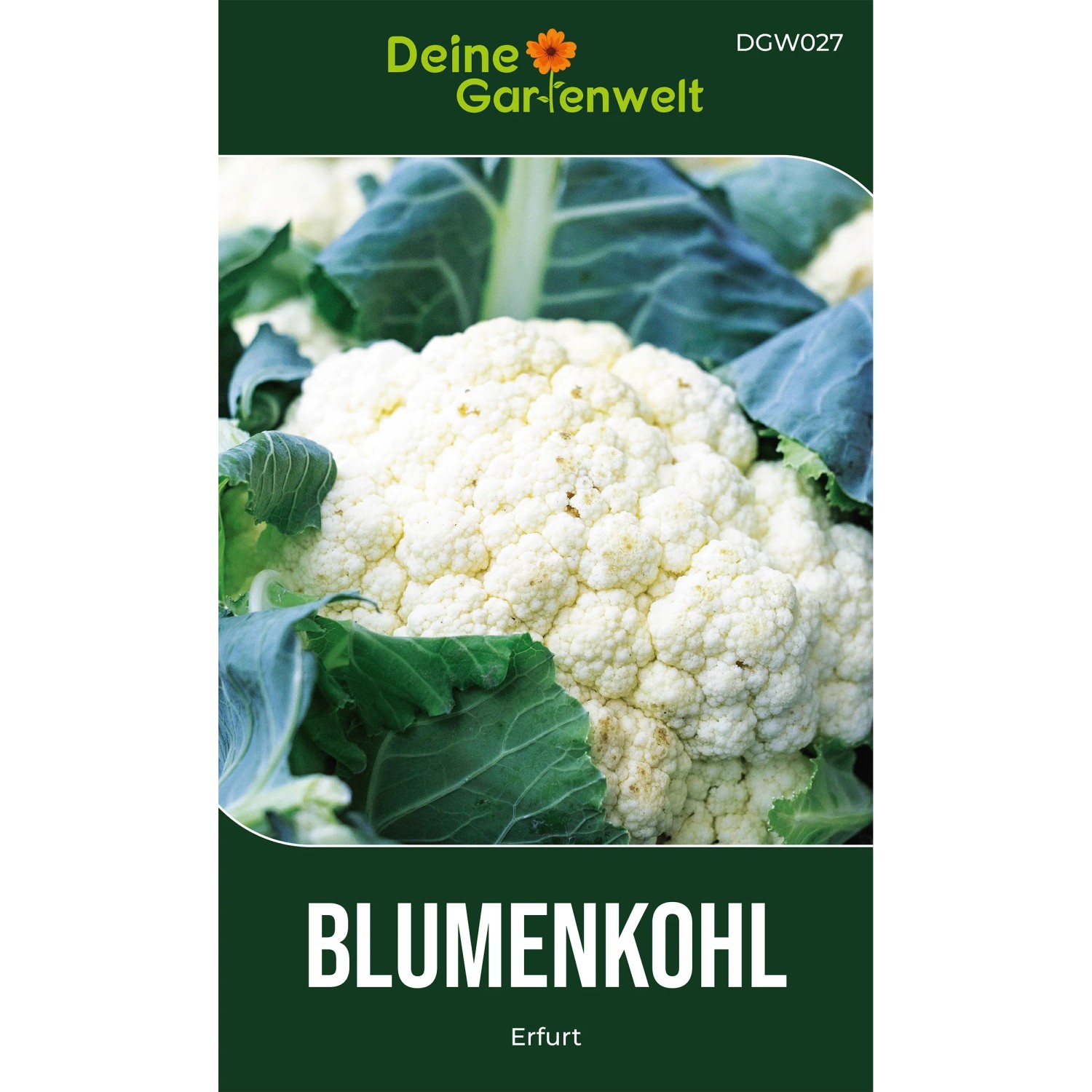 Deine Gartenwelt Blumenkohl Erfurt Samen