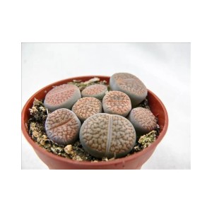 Mehrere Lithops Lebende Steine im Topf. Exotische Sukkulenten mit grau-brauner Musterung.