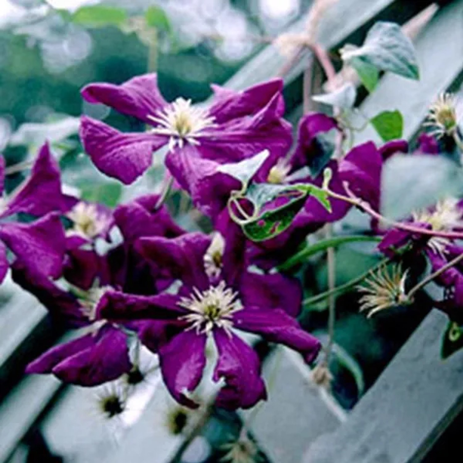 arborix Waldrebe 'Etoile Violette' Clematis 50 Bis 60 Cm Im Container Reichblühend