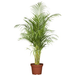 Goldfruchtpalme (Areca-Palme) im braunen Topf, ca. 50 cm hoch. Zimmerpalme mit grünen Blättern.