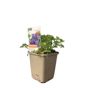 GROW by OBI Dalmatiner Glockenblume im Topf, violette Blüten. Polsterstaude für sonnige Standorte.