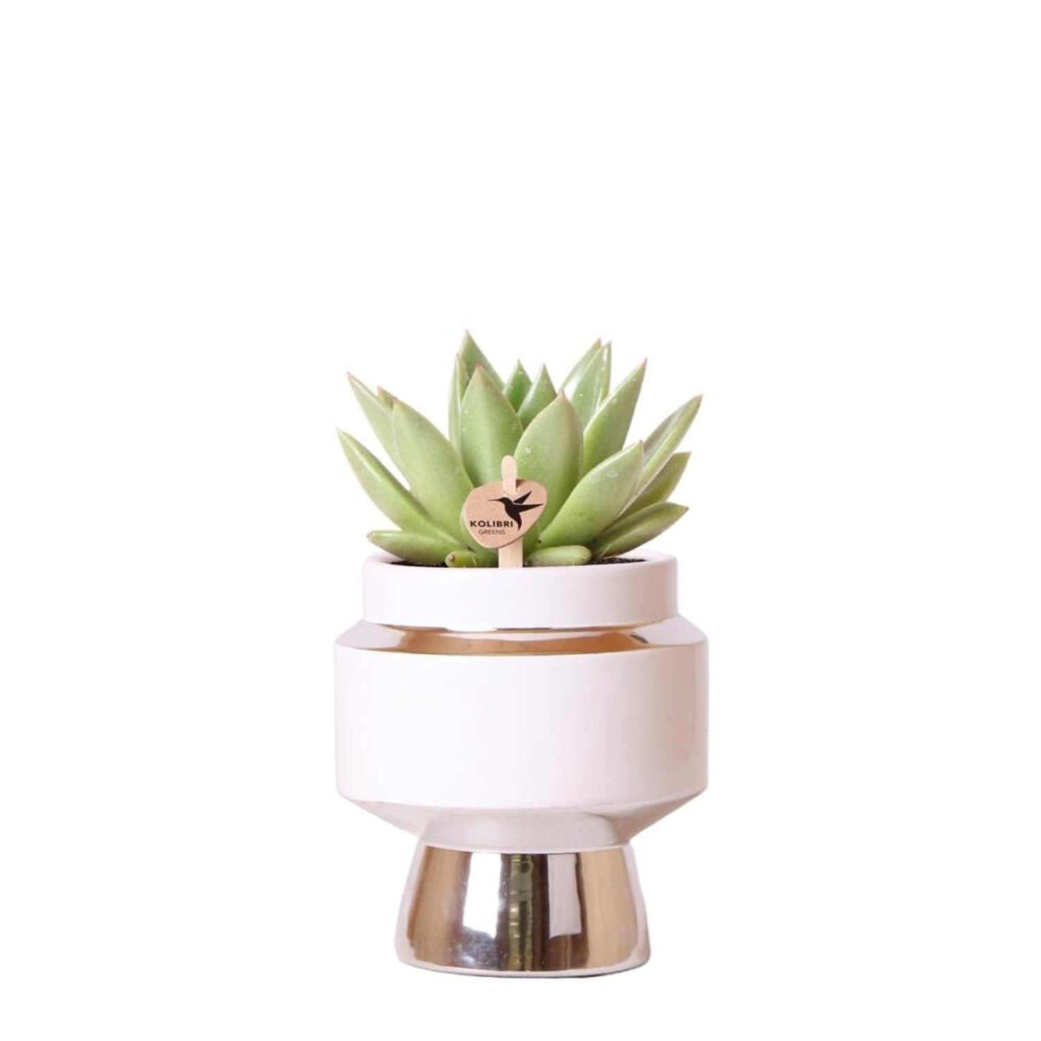 Kolibri Greens Grünpflanze Sukkulente Echeveria Miranda im Le Chic Topf Sil günstig online kaufen