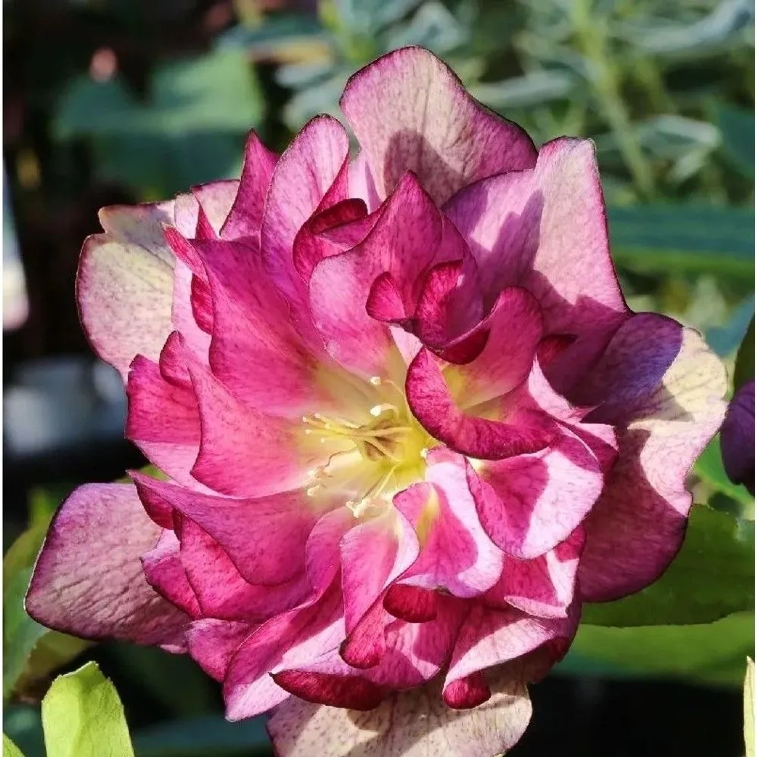 Christrose Lenzrose Double Ellen Red - Helleborus orientalis