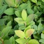 Nahaufnahme der grünen Blätter der Lonicera Kamtschatica Blue Velvet Honigbeere.