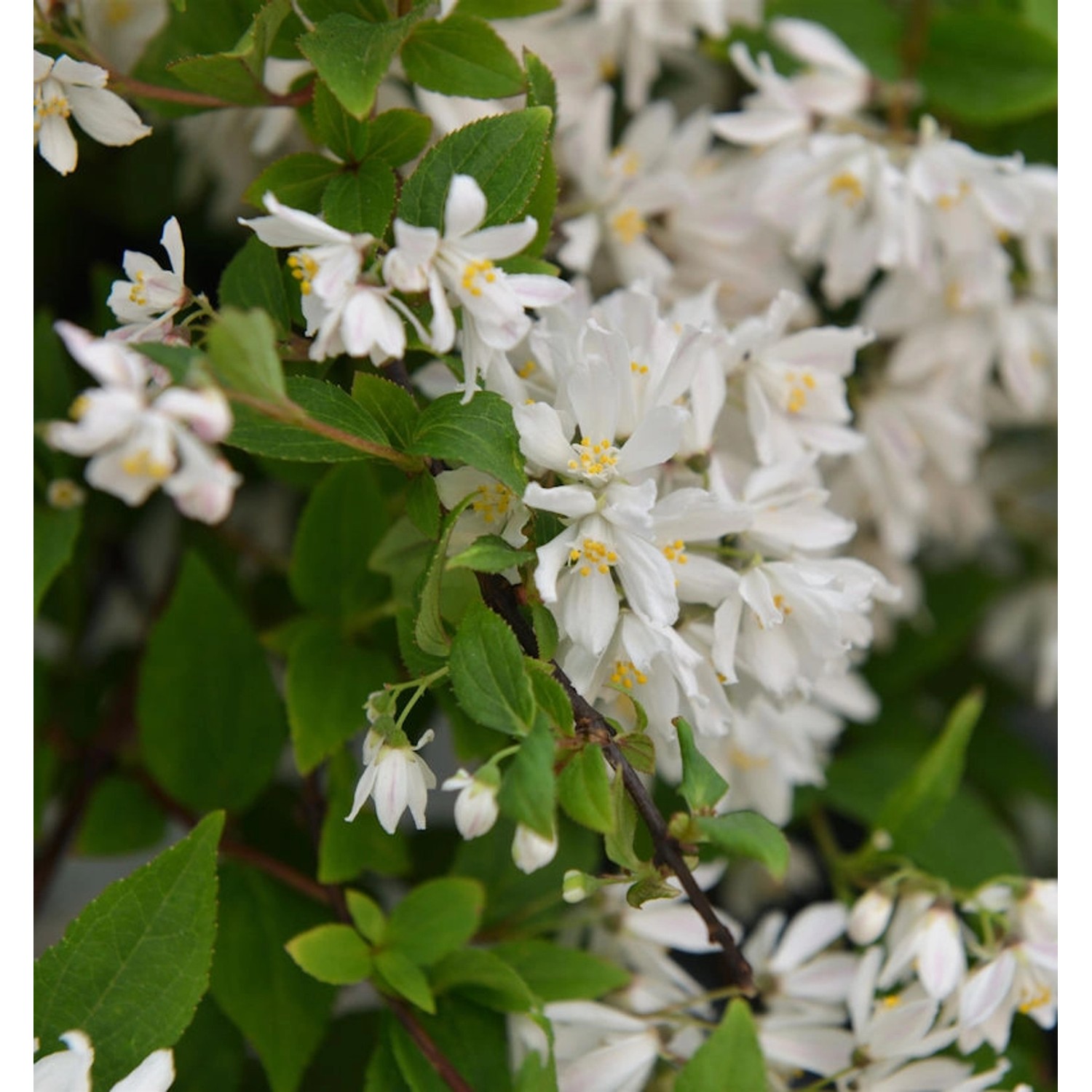 Kleine Deutzie Maiblumenstrauch Yuki Cherry Blossom 30-40cm - Deutzia scabr günstig online kaufen