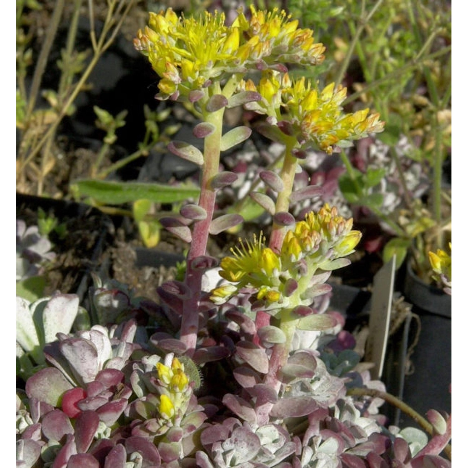 Fetthenne Purpureum - Sedum spathulifolium günstig online kaufen