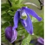 Nahaufnahme einer lila Alpen Waldrebe (Clematis alpina) mit grünen Blättern.
