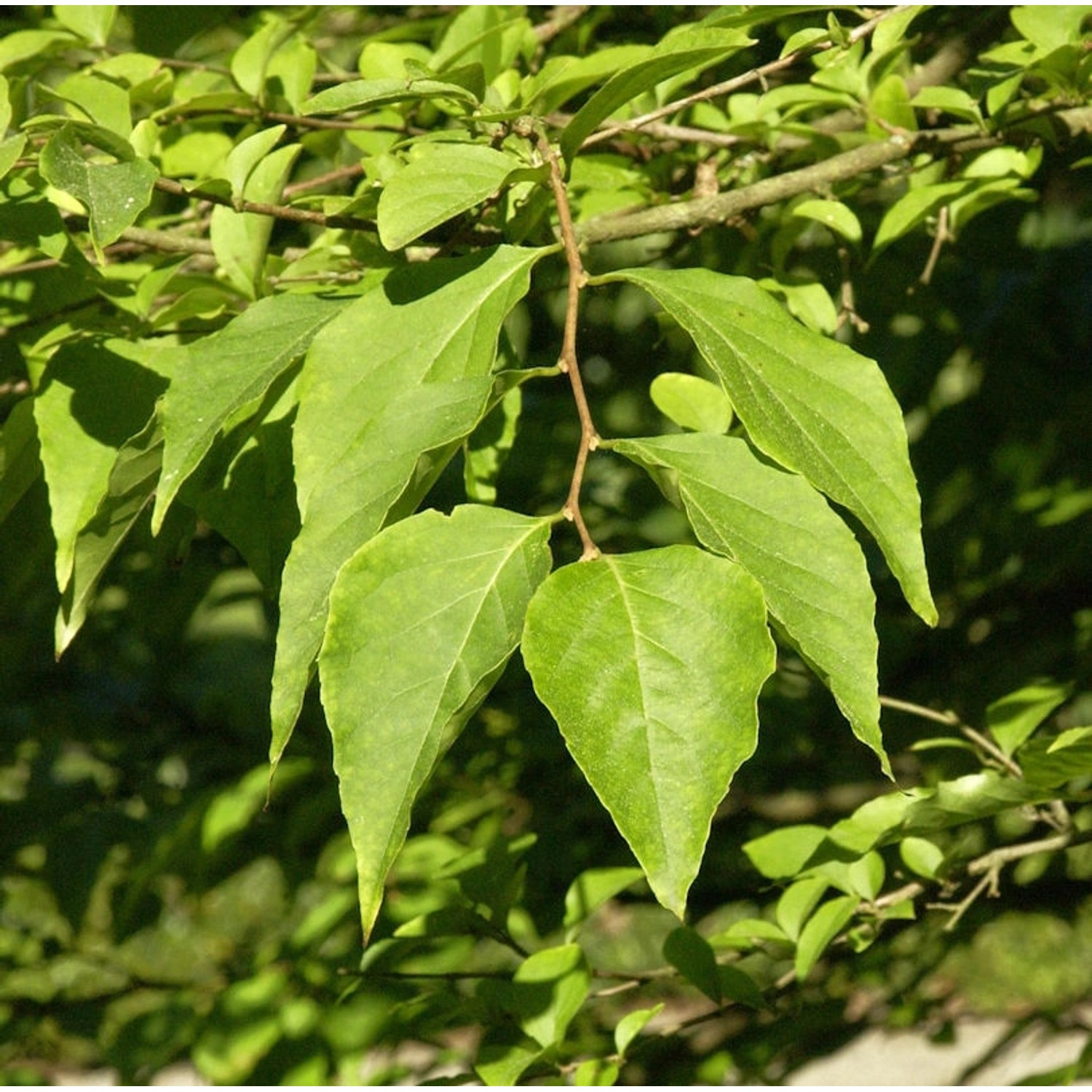 Japanischer Schneeglöckchenstrauch Pink Chimes 60-80cm - Styrax japonica günstig online kaufen